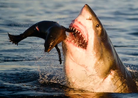 Sharks and fur seals