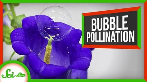 Pollinating With Bubbles and Some Other Good News You Might Have Missed