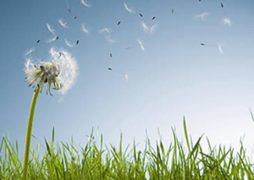 Seed dispersal