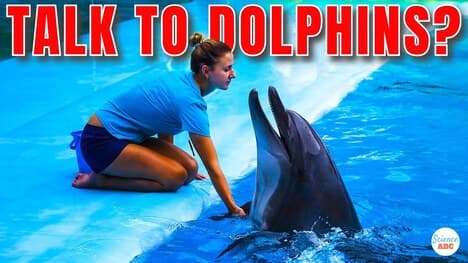 Can We 'Communicate' With Dolphins?