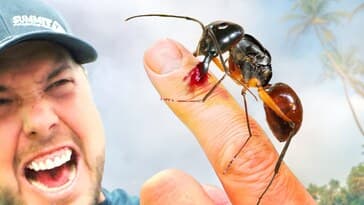 Bitten by the Biggest Ant in the World!