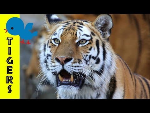 Tigers for little ones- preschool learning about tigers for kids early birds
