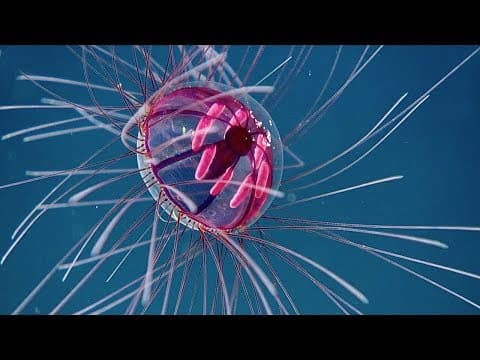 Weirdest Animals of the Deep Sea