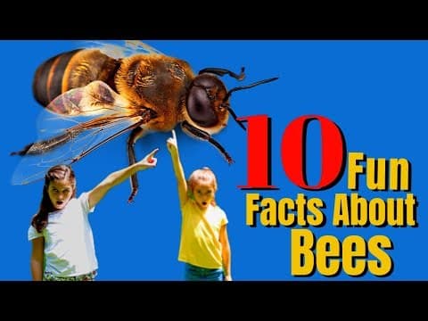 Top 10 Bee Facts  You Need To Know - Why Are Bees Important For Our Survival