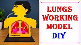 human respiratory system (lungs) working model science project using card board