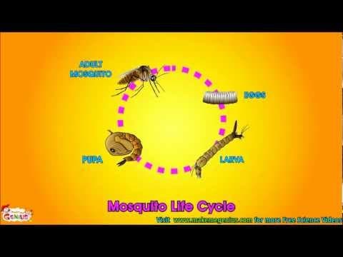 Life Cycle Video for Kids - Science Learning