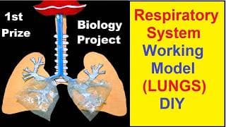 respiratory system working model 3d (LUNGS) making using waste materials