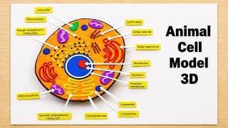 animal cell model making using cardboard | science project