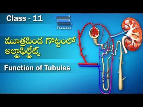 మూత్రపిండ గొట్టంలో అల్ట్రాఫిల్ట్రేట్స్ - Function of Tubules | Nephron Function | Biology