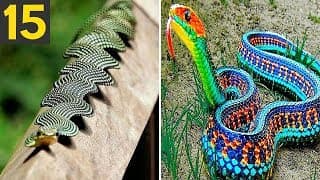 RAREST and FREAKY Snakes