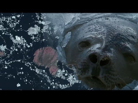 Color from above| Filming animals from space
