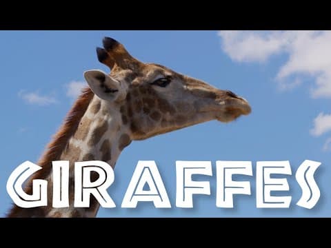 [NEW/IMPROVED] All About Giraffes for Kids: Giraffe Video for Children - FreeSchool