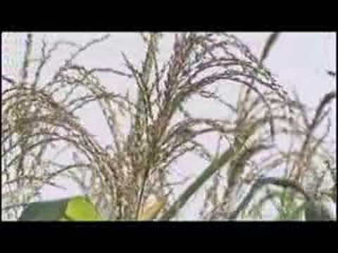 American Agriculture