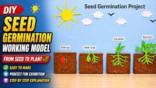 seed germination (plant growth ) model 3d making | science project