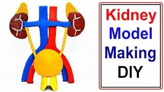 kidney model 3d making science project - diy at home easily