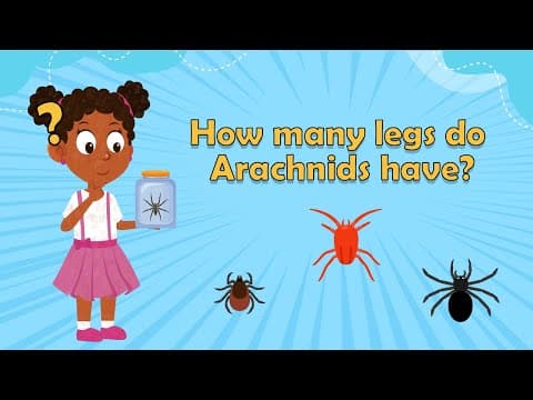 How many legs do Arachnids have? - Arachnid facts for kids - Arachnid Facts - Spider Facts for kids