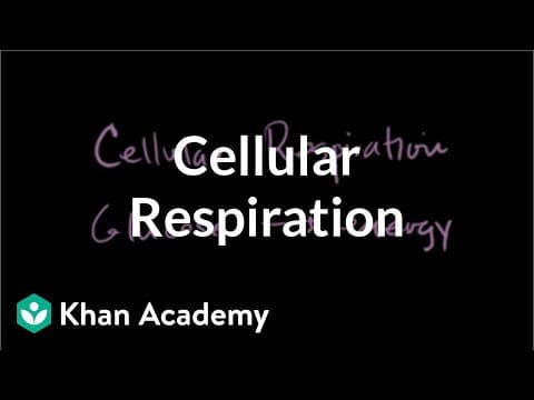 Introduction to cellular respiration