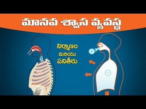 #మానవ శ్వాస వ్యవస్థ :Human respiratory system in telugu for all competitive exams :biology in telugu