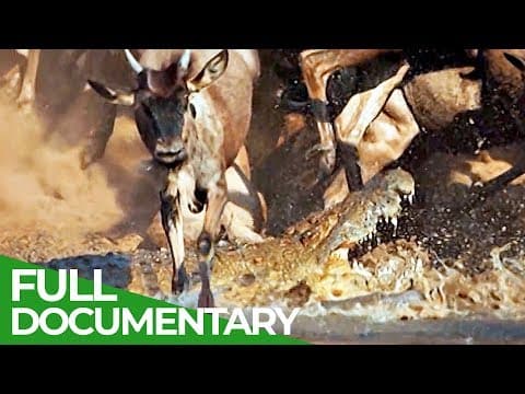 Serengeti: the adventure- owner free documentary nature
