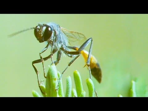 These Caterpillars Never Stood a Chance Against the Bodysnatcher Wasp | Trials Of Life