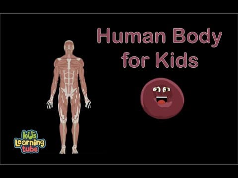 Human Body Anatomy Song Human Body Systems
