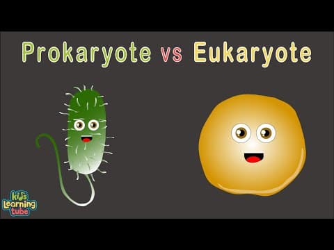 Human Cells Prokaryotic vs Eukaryotic Cells