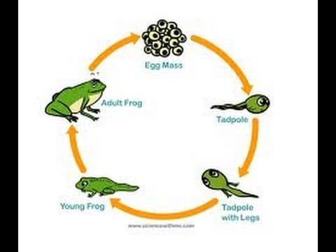 Frog Life Cycle Video for Kids -Science for Kids