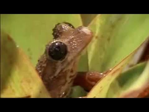 Rainforest Animals and Plant Life in the Amazon Jungle