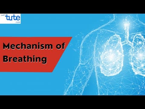 Mechanism of Breathing in Human-Beings | Human Respiratory System | Biology
