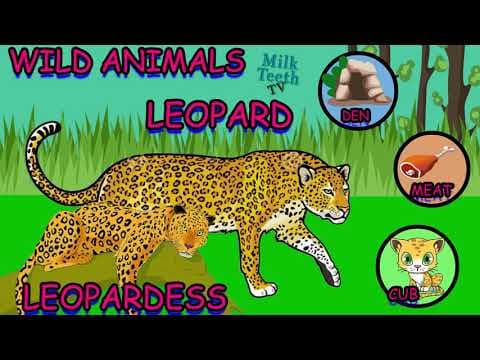 Learn Wild Animal names and Female Names with their Habitats young ones food habits for preschoolers