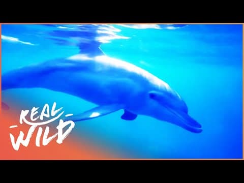 Dolphins communicating under water-animal society full documentary