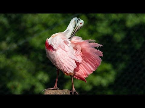 Natural Selection explained|How did giraffes evolve long necks