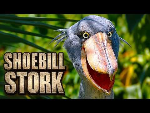 Shoebill Stork – Prehistoric Dinosaur Looking Bird