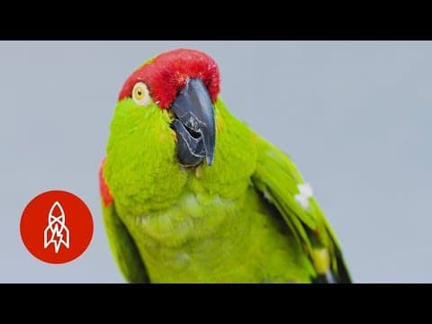 America once had a native parrot population
