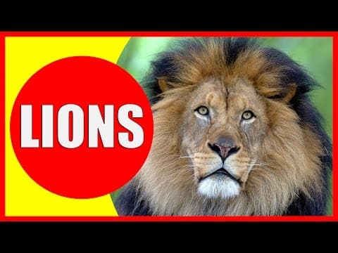 LION Information for Kids - Facts About Lions for Children