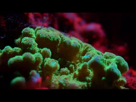 The Last Coral Reef of Galapagos