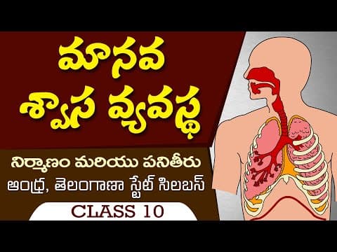 శ్వాస వ్యవస్థ Swasa Vyavastha |Human respiratory system in Telugu