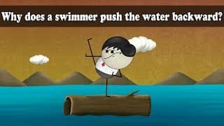 Newton's 3rd Law - Why does a swimmer push the water backward aumsum kids science education children