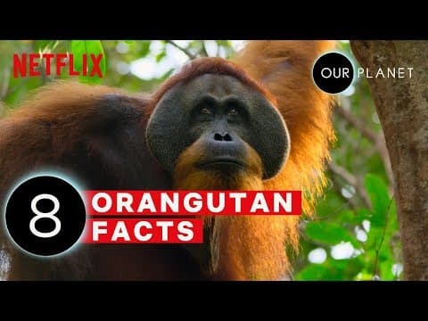 8 Mind Blowing Orangutan Facts | Our Planet