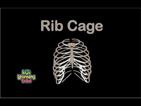 Human Body Rib Cage SongHuman Body Systems