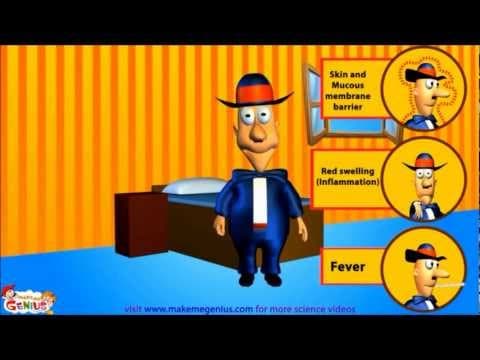Immune System - Human Organ systems for kids