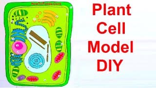 plant cell model making using cardboard | science project