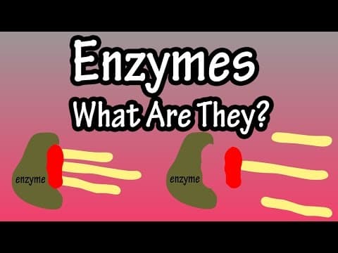Enzymes - What Are Enzymes How Do They Work - Functions Of Enzymes In The Body