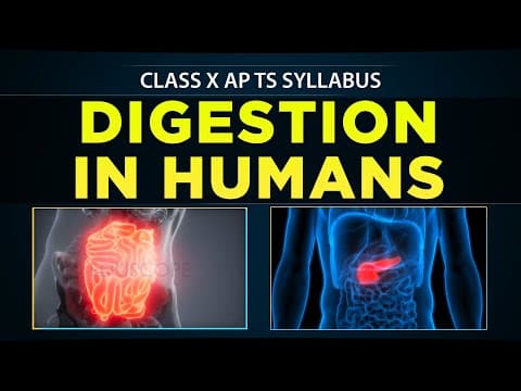 DIGESTION in humans  -  class 10th biology  -  10th science -  10th Human digestive System  -  Eduscope