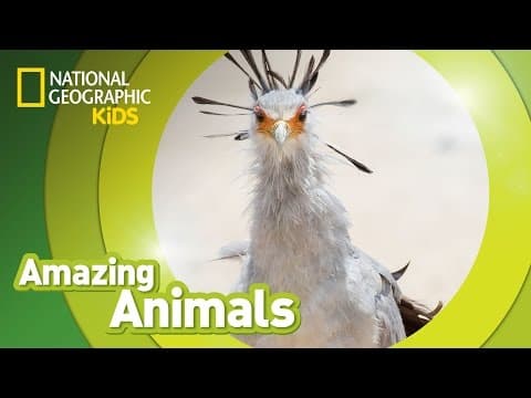 Secretary bird - amazing animals