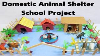 domestic animal shelter model | DIY