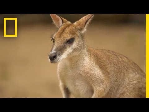 The Kangaroo is the World's Largest Hopping Animal | National Geographic - YouTube