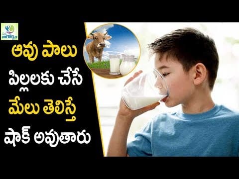 Cow milk health benefits
