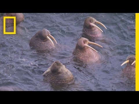 The funny ways that animals sleep