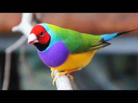 10 Most Beautiful Finches in the World